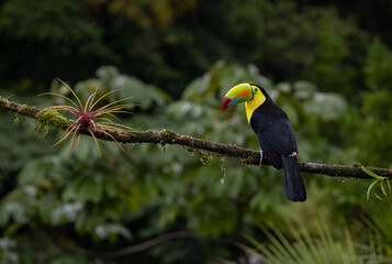A Toucan in Costa Rica 