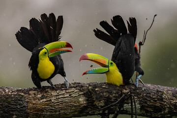 A Toucan in Costa Rica 