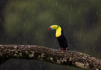 A Toucan in Costa Rica 
