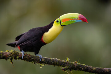 A Toucan in Costa Rica 