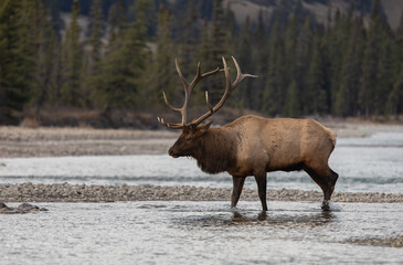 Bull elk in the Rocky Mountains