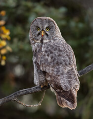 Great grey owl in Canada 