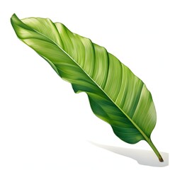 Fototapeta premium Single vibrant green leaf with prominent veins and gentle curve, isolated on white background