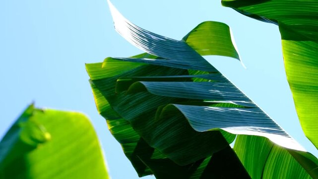 Banana tree leaves swaying in the wind. Green banana leaves fluttering on a sunny day. Tropical banana leaves moving gently in breeze. 