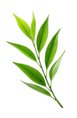 Obraz premium A close-up view of a single green leaf showing its bright color and distinct vein structure, representing natural plant elements.