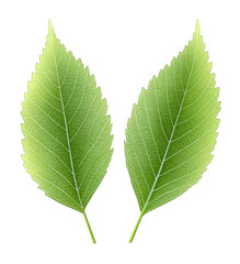 Fototapeta premium Two green leaves with clear veins and serrated edges, showcasing natural leaf structure and green color.