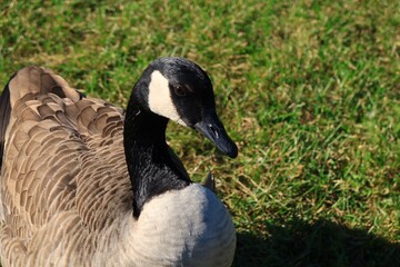 Canada goose（カナダ雁）