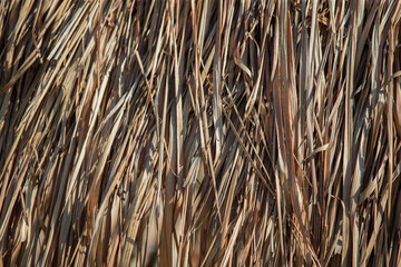 Close up of dry reed texture.