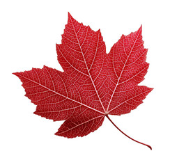 A close-up of a vibrant red maple leaf showcasing detailed veins and rich autumn color, representing natural beauty.