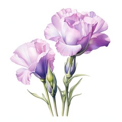Three lisianthus blossoms in soft purple and pink hues