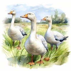 Obraz premium Three white geese standing in a lush green field