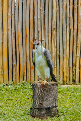 a white bellied sea eagle ( haliaeetus leucogaster ) wearing a leather hood standing on a wooden...