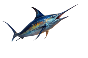 Blue marlin with open mouth isolated on transparent background, side view illustration