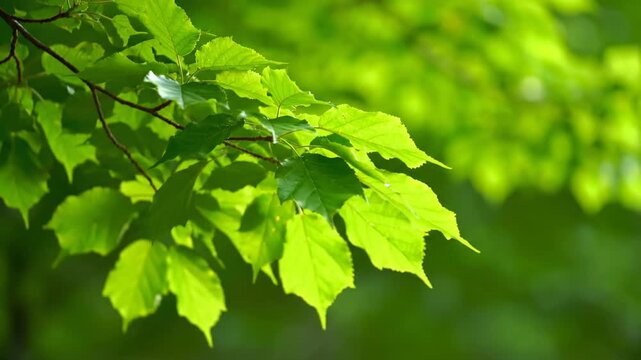 Gentle breeze rustling vibrant green leaves on a tree branch, creating a soft, organic motion background with natural light summer, peaceful, elements