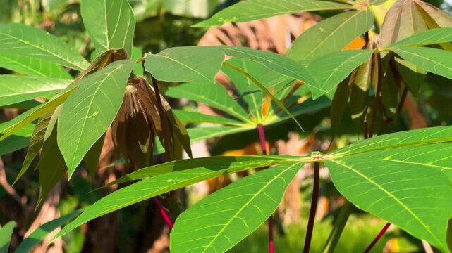 Green cassava leave plantations