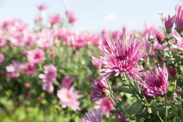 食用菊、かきのもと