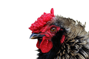 Rooster close-up with vibrant red comb isolated - transparent background  © Nathalie SITELLE