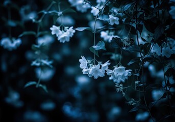 Ethereal white jasmine flowers on climbing vine under moonlit night sky