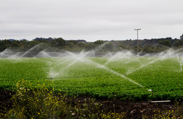 Water Sprinklers Spraying Over Agricultural Field Of Green Plants