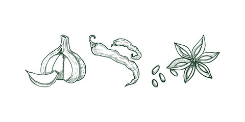 Set Herbs and spices hand drawn Sketch vector vintage