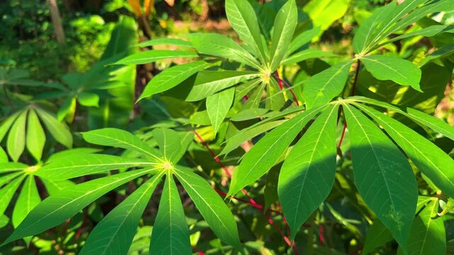 Cassava or Kaspe leaves blowing in the wind.