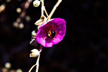 Black Bumble Bee Gathering Pollen From Purple Flower