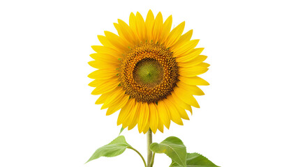 Obraz premium Single fully bloomed sunflower with vibrant yellow petals surrounding a green center. Isolated against transparent background.