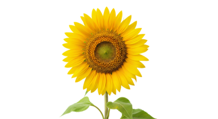 Single fully bloomed sunflower with vibrant yellow petals surrounding a green center. Isolated against transparent background.