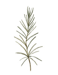 An elegant illustration of a green fern leaf set against a crisp white background