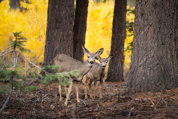 Two deer in mammoth lakes
