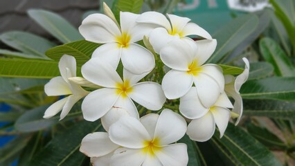 Obraz premium White Frangipani Flowers Blooming on Tropical Green Leaves