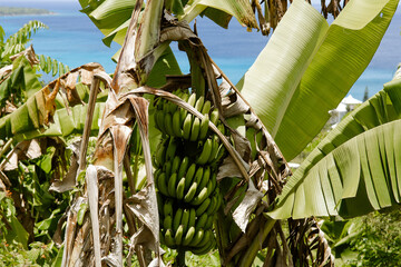 banana plantation in thailand © Brenda