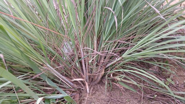Lemongrass Plant Growing in Garden Agriculture Field Natural Herbal Grass Tropical Farm Landscape