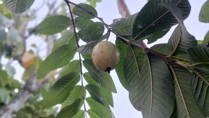 Young guava fruit hanging on a tree with dense green leaves.
