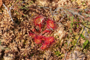 Close-up view of red sundew carnivorous plants trapping insects on their sticky leaves among sphagnum moss.