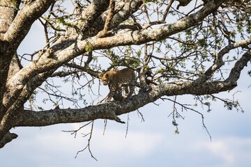 Elusive Leopard Resting on a Large Branch High in a Tree in Serengeti, Tanzania
