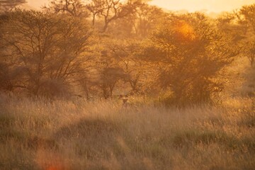 Obraz premium Lioness Hiding in the Golden Grass at Sunrise