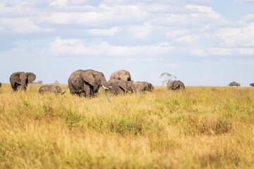 Obraz premium Herd of African Elephants Walking Through the Tall Grass of the Serengeti Savannah