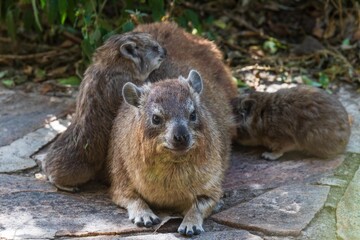 Rock Hyrax Family Resting on Natural Surface in Forested Habitat, Serengeti, Tanzania