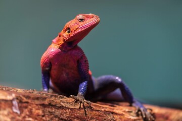 Vibrant Red-Headed Agama Lizard Resting on Rock in Serengeti, Tanzania