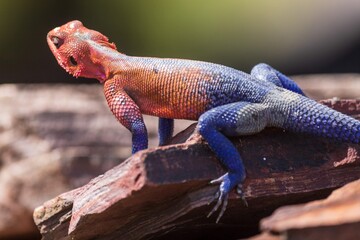 Vibrant Red-Headed Agama Lizard Resting on Rock in Serengeti, Tanzania