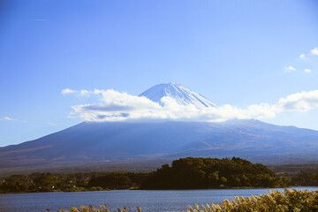 日本の秋景色：黄金色のススキと白雲をまとった富士