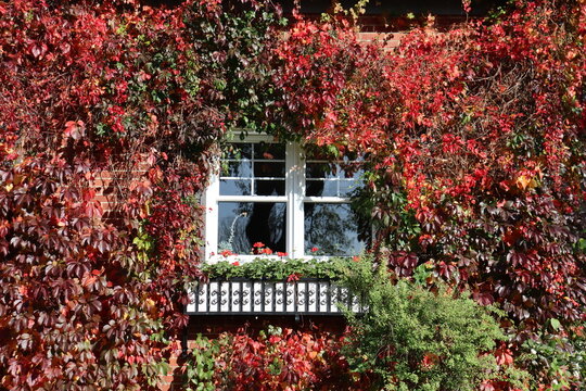 A view of an exterior window in autmn with many climbing plants. 