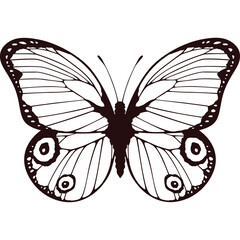 Detailed black and white outline drawing of a butterfly with intricate wing patterns isolated on a transparent background creating a graphic illustration