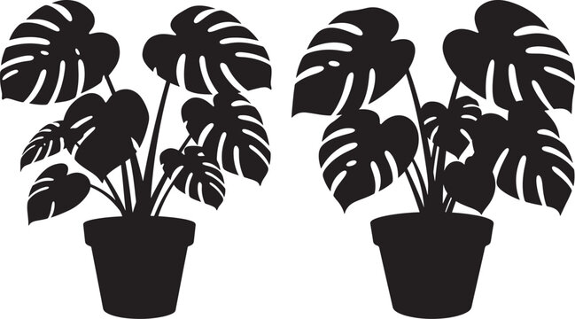 Two potted monstera plants silhouette