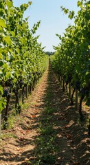 Expansive rows of mature grape plants covered in foliage and ripening fruit, creating a tranquil agricultural landscape under the sunlight ,summer ,foliage ,healthy