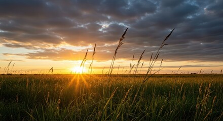 Golden sunlight bathes a tranquil midwestern agricultural pasture field, highlighting tall grasses under a colorful evening sky ,pasture ,farming ,summer