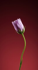 A gentle bloom symbolizes the enduring quality of patience, resilience, and slow, steady growth over time ,blossom ,petal ,resilience