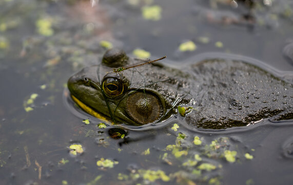 un sapo dentro del pantano