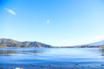 遠くの富士山を映す、静かな河口湖と水鳥たちの風景
